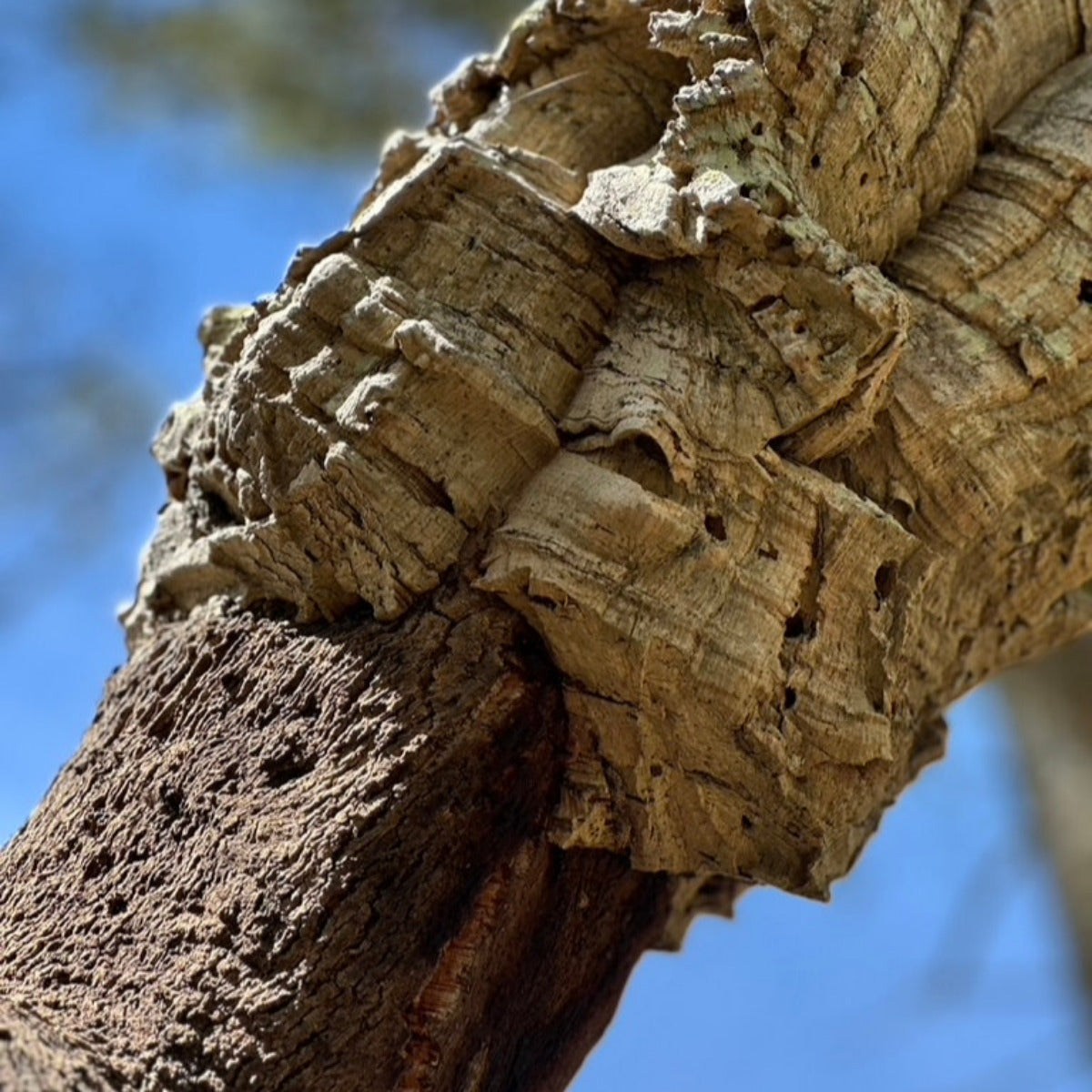 Korkleder – Nachhaltig, vegan & stilvoll: Das Trendmaterial für Mode und Design